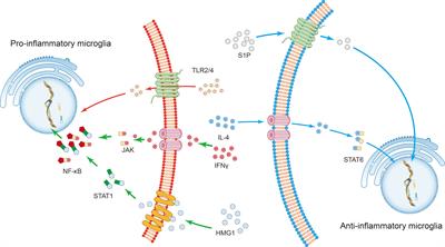 Microglia: A Double-Edged Sword in Intracerebral Hemorrhage From Basic Mechanisms to Clinical Research